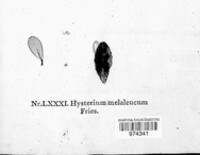 Hysterium melaleucum image